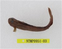 藏品(尾紋真動齒鳚)的圖片